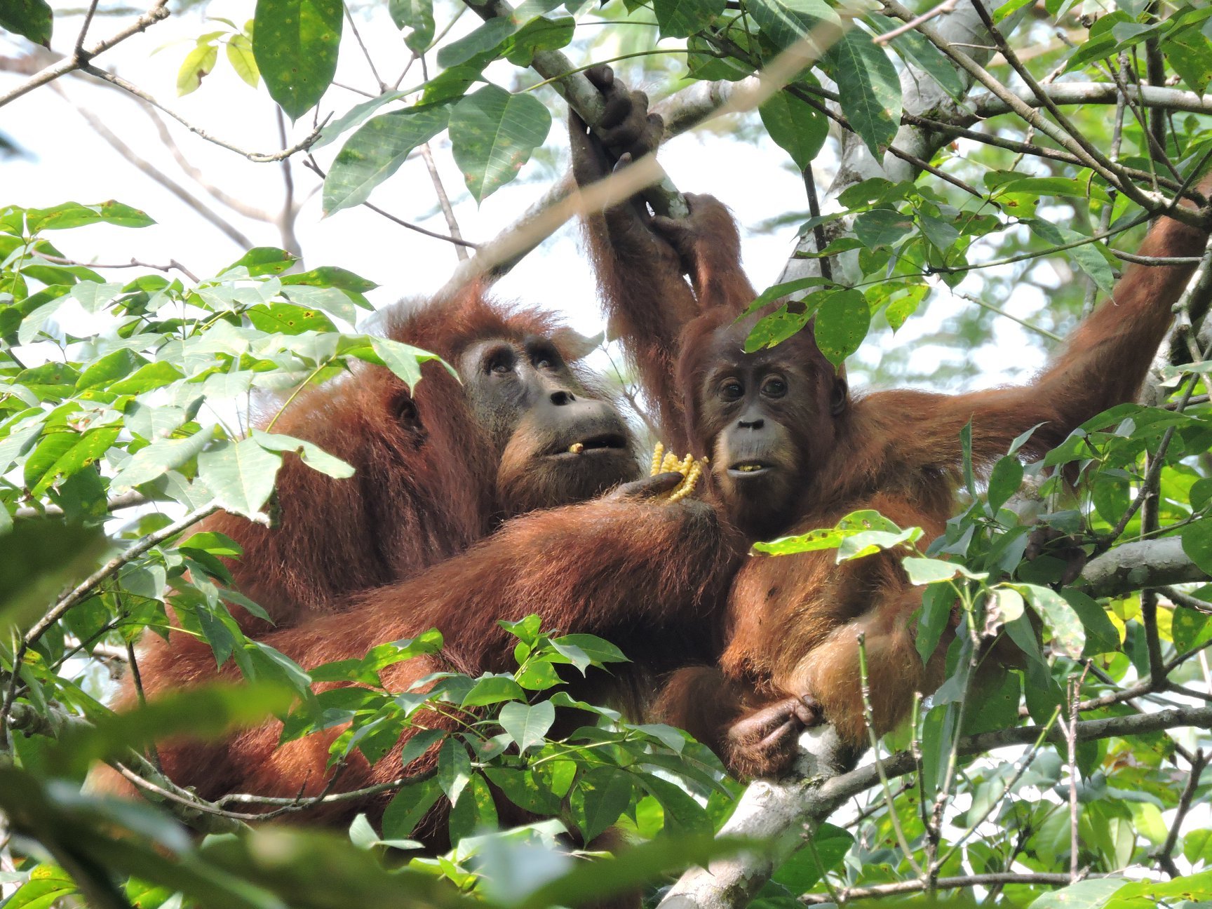 durians for orangutans