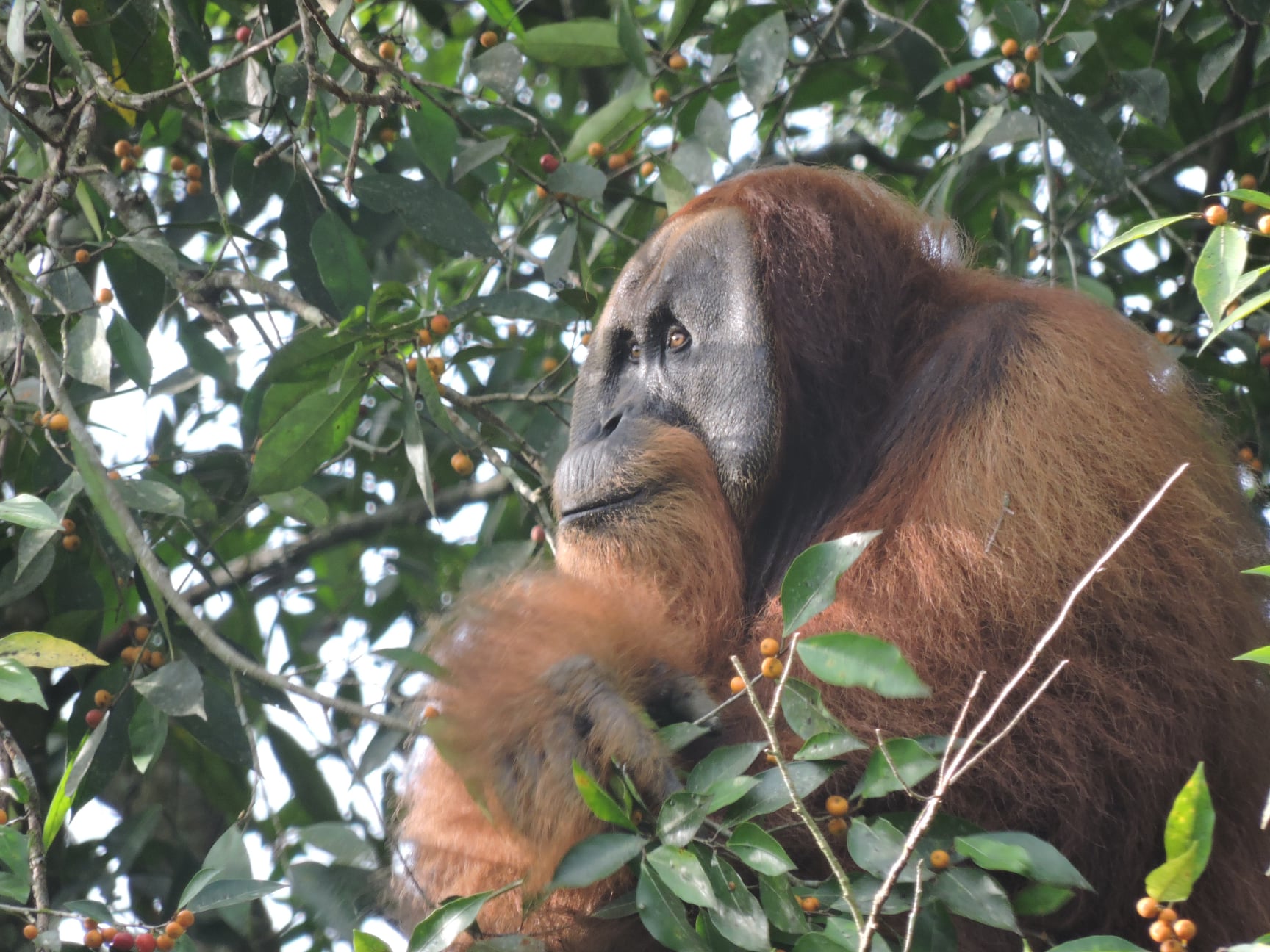 Spotting orangutans in the wild